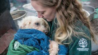 200 perros se salvaron de ser sacrificados para ser servidos en un festín y ahora buscan un hogar