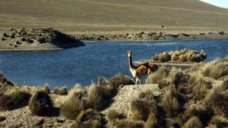 Arequipa: Pobladores del distrito de Lari Denuncian caza furtiva de vicuñas