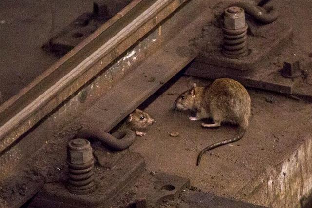 Las ratas estarían buscando otros puntos para abastecerse luego que restaurantes cierren. (Foto: AFP)