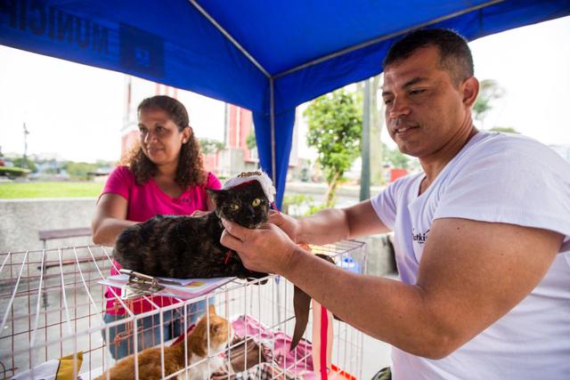 Gatos del Parque Universitario: lanzan campaña de adopción - 13