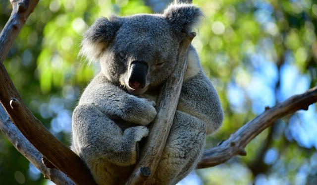 Los koalas han sido afectados severamente por las llamas. (Foto: Referencial - Pixabay)
