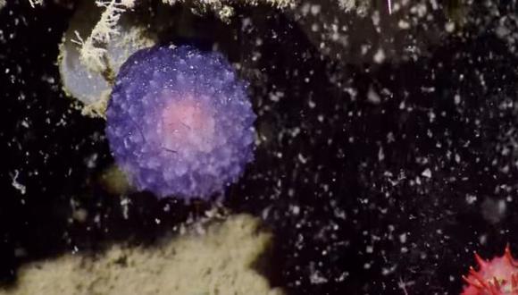 Hallan un misterioso animal en las profundidades del Pacífico