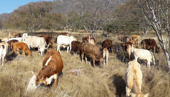 Uno de los objetivos de la ganadería regenerativa es no propiciar deforestación. Foto: Cortesía
