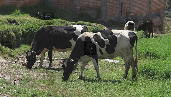 Agalep realizará un paro por el incremento del precio de leche en el país. (Foto: GEC)