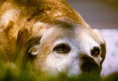 Consultorio WUF: todo lo que debes saber sobre la demencia senil en perros