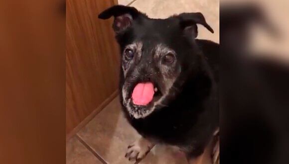 'Anubis': la historia del perro sin nariz que conmovió a millones en redes sociales. | Foto: captura