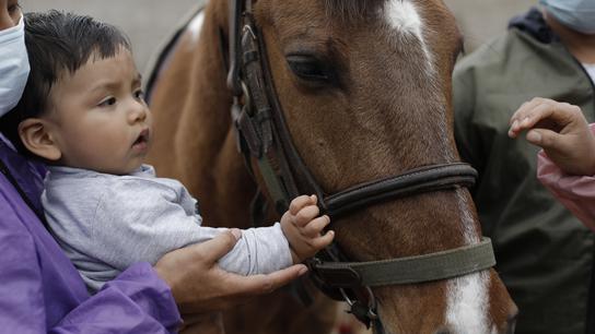 Terapia con caballos: centro de equinoterapia Hambhar