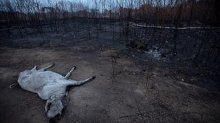 Animales muertos, selva carbonizada: las impactantes fotos de los incendios en Brasil