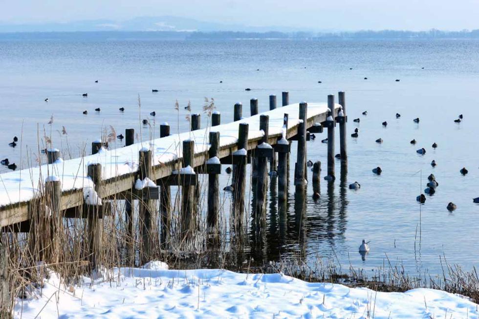¿Cuántos patos ves en la siguiente imagen? | Foto: Pexels/Referencial