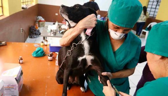 Con esta norma se busca combatir la sobrepoblación animal, así como reducir la posibilidad de contagios entre animales y personas.