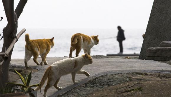 Aoshima, la isla de Japón donde hay más gatos que personas - 8
