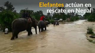 Nepal: Elefantes ayudan a rescatar a cientos de turistas en inundaciones [VIDEO]