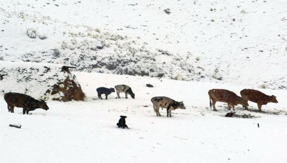 Bajas temperaturas afectan a 237 mil animales en Ayacucho
