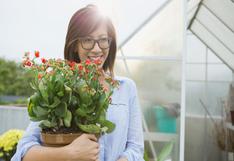 5 ventajas increíbles de tener plantas en casa 