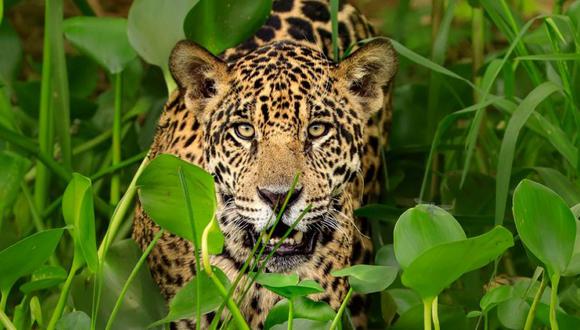 "El tráfico de partes de jaguar no es solo un problema de conservación, sino de crimen organizado", afirmó Andrea Crosta. (SCIENCE PHOTO LIBRARY).
