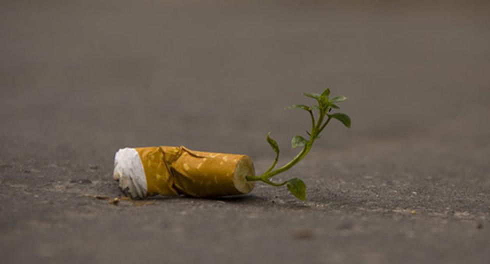 Colillas de Cigarrillos que florecen (Foto: Difusión)