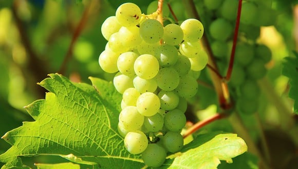 Procura lavar muy bien las uvas antes de ingerirlas: no querras comer restos de pesticidas y fertilizantes (Foto: @Pixabay)
