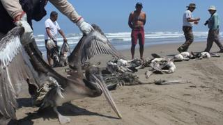 Matanza de pelícanos: municipio del Callao clausurará empresa