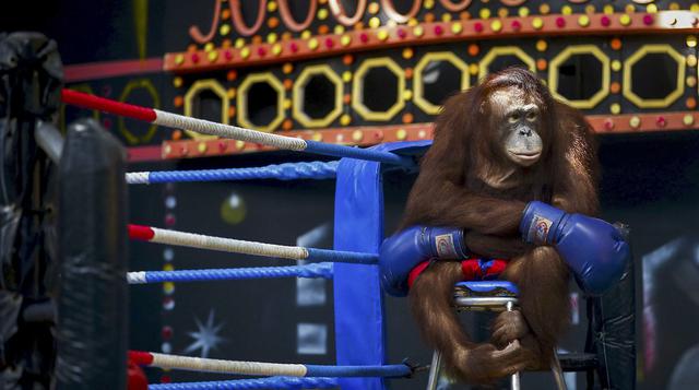 El espectáculo que pone a orangutanes a pelear en un ring - 1