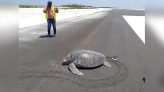 Tortuga trató de anidar en una playa pero se topó con la pista de aterrizaje de un aeropuerto