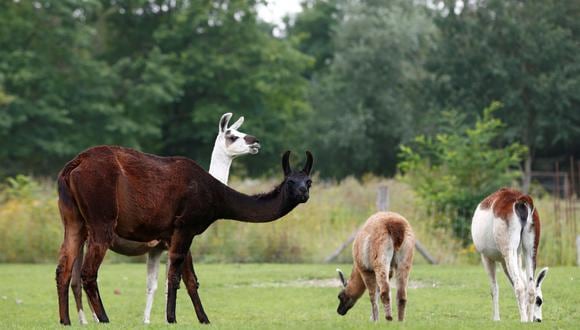 A llama called Winter, whose antibodies were used in the hunt for a treatment for the coronavirus disease (COVID-19), stands in a meadow in Genk, Belgium August 23, 2021. REUTERS/ Johanna Geron