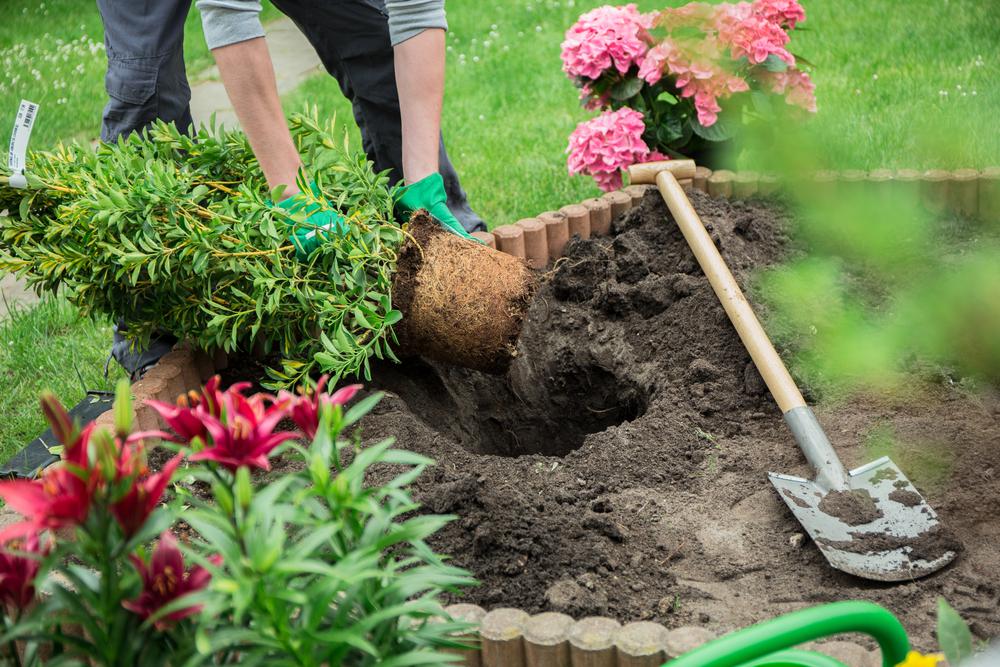 Plantas y flores, cómo cuidarlas para que duren más - 1