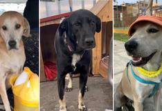 Gringo, Mauser y Negrita: tres perros perdidos que son incansablemente buscados por sus dueñas