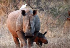 Apuestan por células iPS para salvar al casi extinto rinoceronte blanco norte