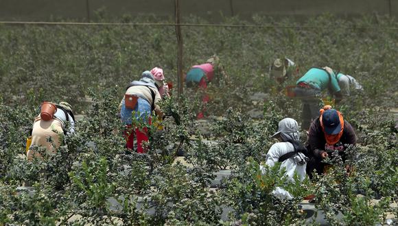 La campaña cerraría con envíos por 170.000 toneladas. (Foto: GEC)