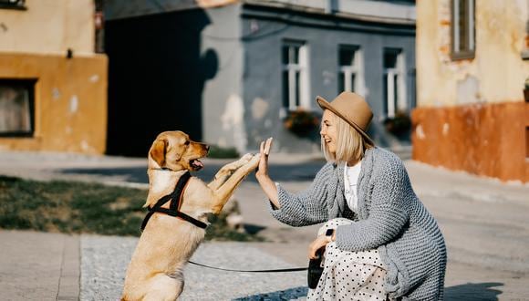 Los perros muestran una mayor sensibilidad cerebral al discurso dirigido a ellos que al discurso dirigido por adultos, especialmente si lo hablan mujeres.