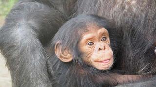 ¿Pueden los entrenadores de animales enseñarle a la vida silvestre a protegerse de los humanos?