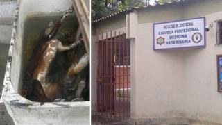 Piura: rector pidió disculpas por perros muertos encontrados en universidad