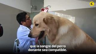 Salva a unos 100 al mes: el banco de sangre en el Perú solo para mascotas