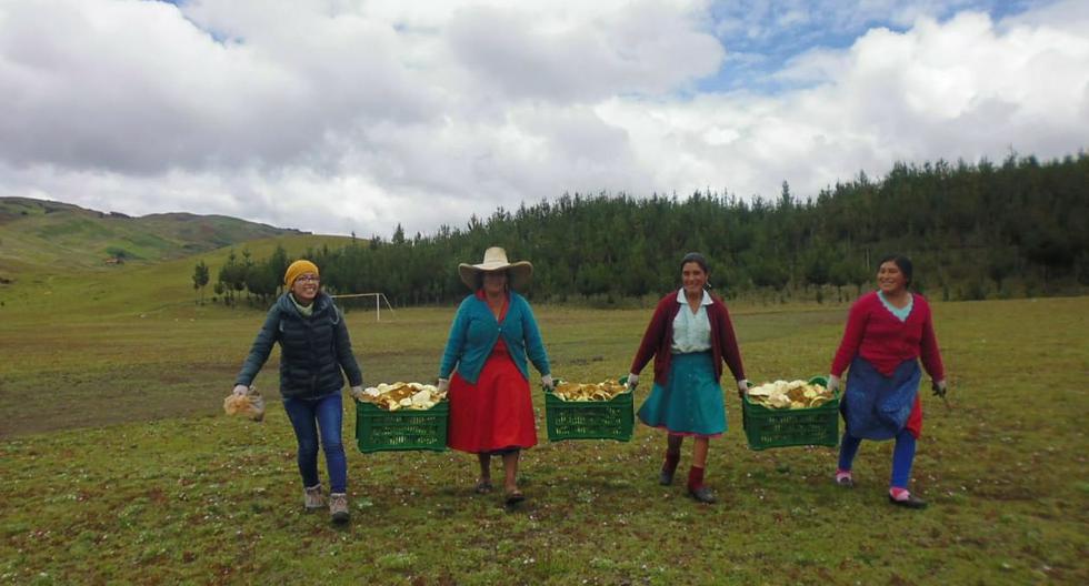 El proyecto Simbiosis nace en 2012, en la comunidad quechua hablante de Incahuasi, La Libertad, con el objetivo de empoderar a la mujer andina a través del aprovechamiento de los recursos naturales. (Foto: Simbiosis)