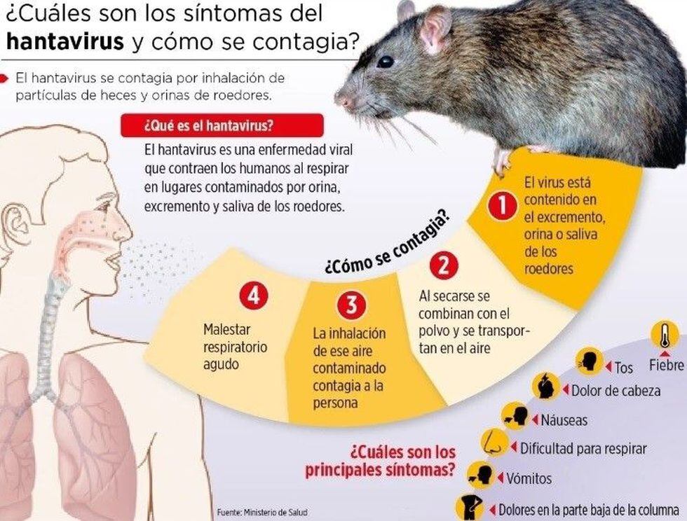 ¿Qué es el hantavirus? Todo sobre la enfermedad que causó ...