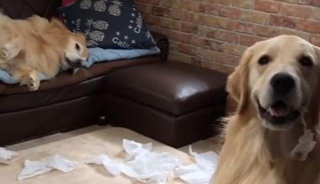 Los dos canes causaron gran impacto en la red social. (YouTube: ViralHog)