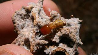 Cómo las termitas frenan el avance de los desiertos
