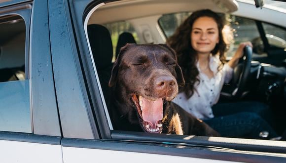 “Adecua un asiento” para ellos y otros consejos si vas a llevar tu mascota en el carro. (Foto: Freepik)