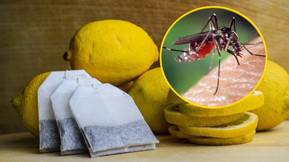 Meter bolsitas de té en un spray: adiós a los mosquitos y las moscas  pequeñas de la cocina