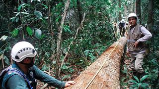 Osinfor alerta que se extrajeron más S/108 millones de madera ilegal en el último año