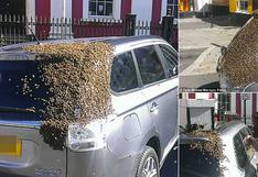 Gales: 20 mil abejas persiguen un auto al quedar atrapada su reina