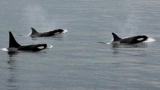 Video muestra cómo tres orcas persiguen y matan a tiburón blanco
