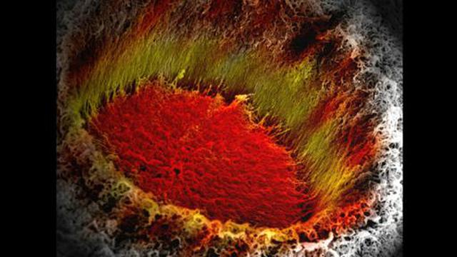 Las más impresionantes imágenes del mundo microscópico - 3
