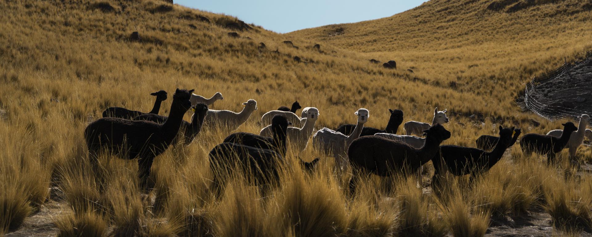 El innovador proyecto que busca mejorar la fibra de la alpaca blanca y poner en auge a la alpaca negra peruana