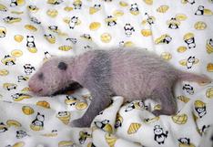 Primer oso panda gigante nacido en 5 años en un zoológico de Tokio es hembra