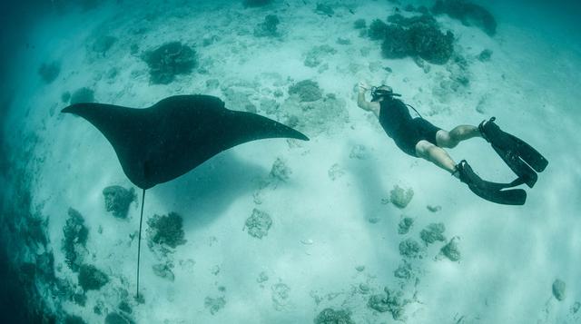 Raja Ampat: disfruta la belleza submarina en Indonesia - 8