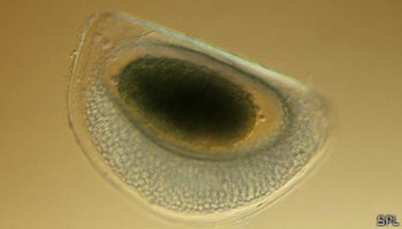 Los huevos de las pulgas de agua están protegidos por una capa extra que se llama efipio. 