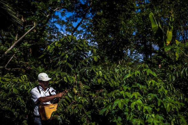 Conoce el proyecto que busca producir café de calidad en Pasco y Junín