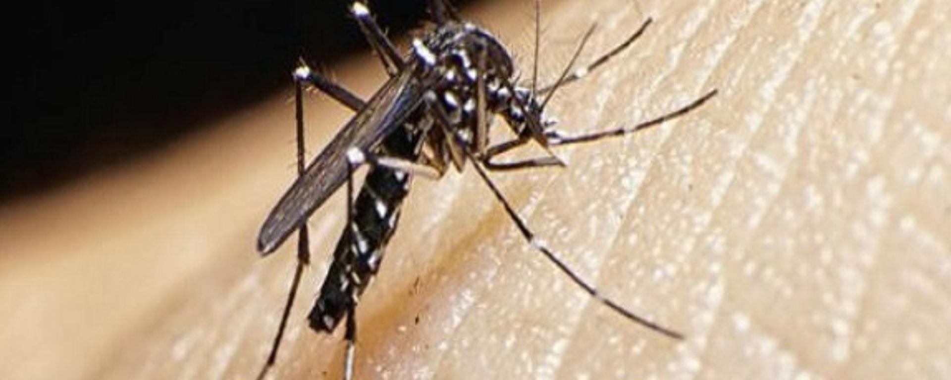 Casos de dengue en el Perú: último reporte de muertes, cómo detectar los síntomas y cuáles son los mecanismos de prevención