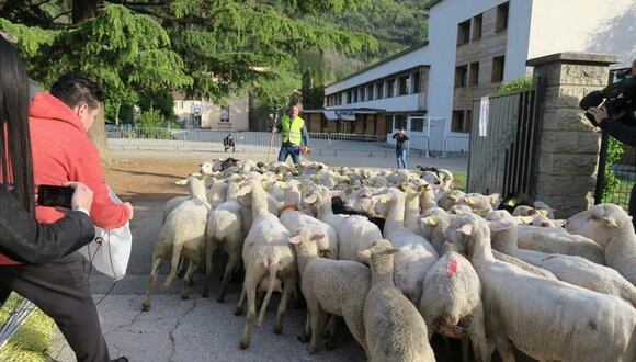Inscriben en Francia a 15 ovejas en escuela rural para evitar cierre de una clase. (Facebook)